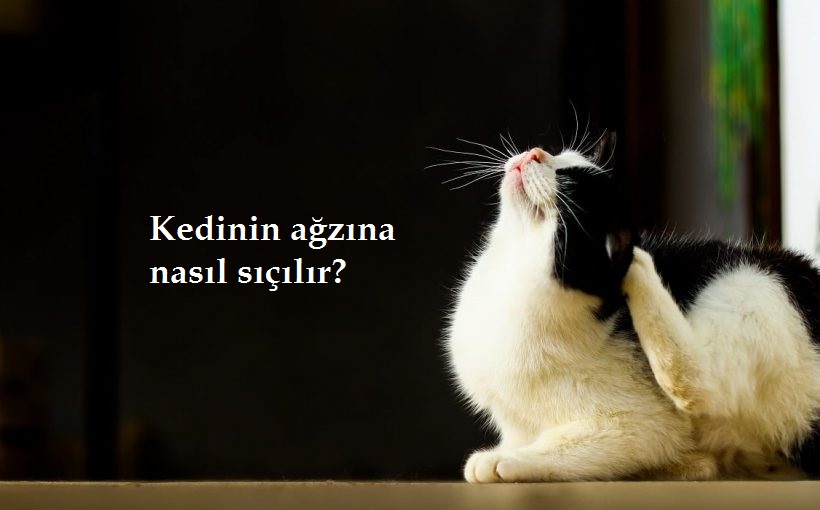 O kedinin ağzına sıçacam