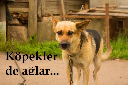 zavallı bağlı koy kopek