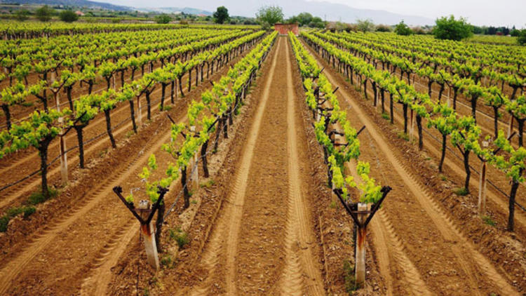 Bir dönüme kaç üzüm fidanı dikilir