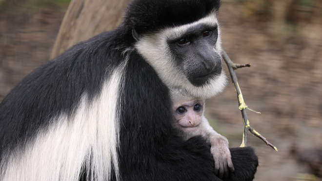 ısıtılan kafes ana maymun yavru deneyi