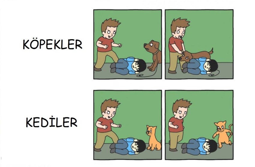 Kedi mi Köpek mi tartışması